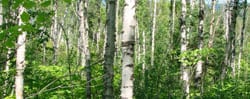 NS-Birch-Forest